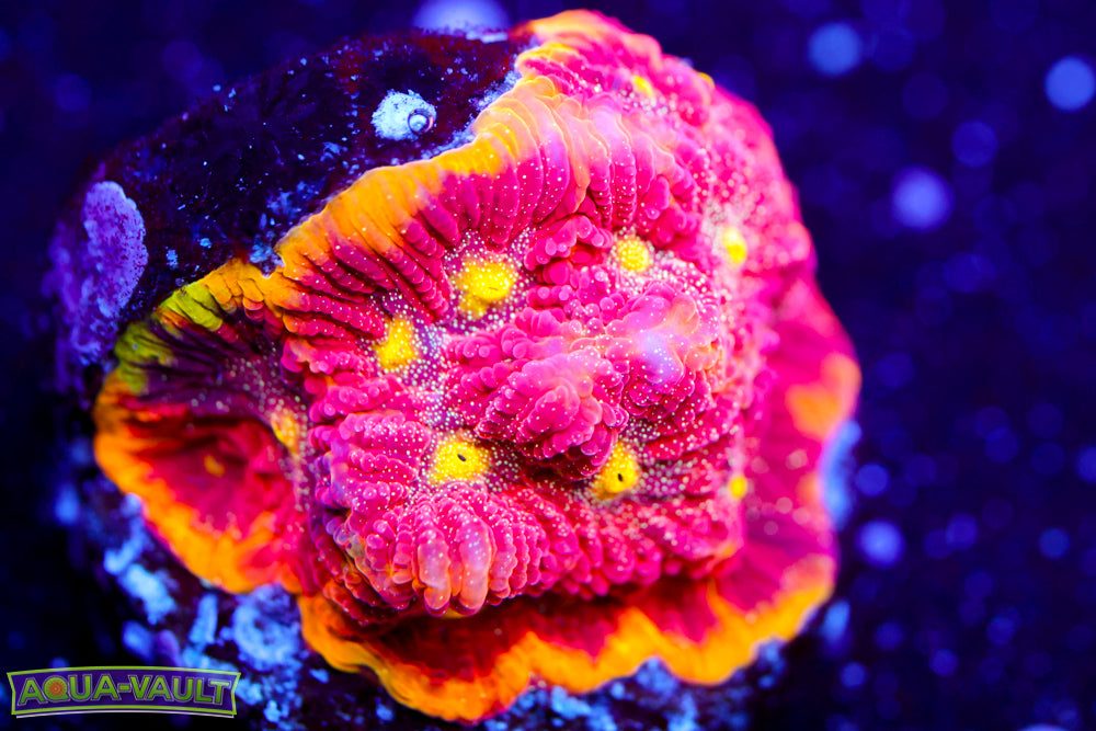 WWC Blood Diamond Favia