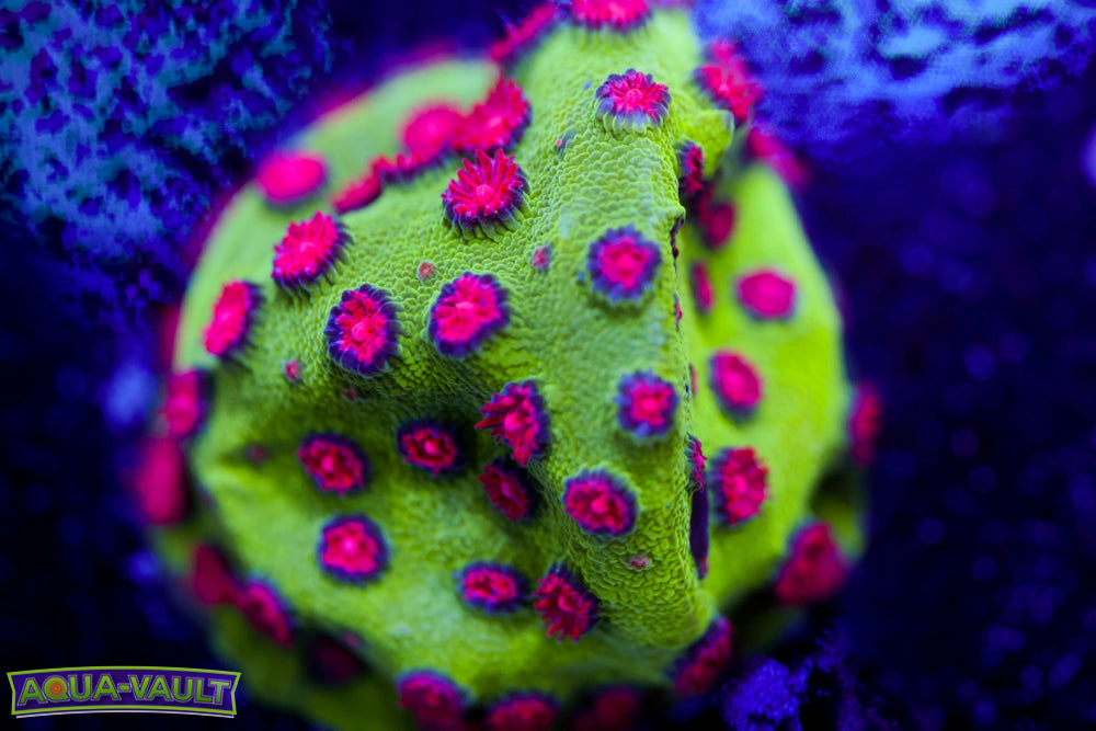 Alien Pox Cyphastrea