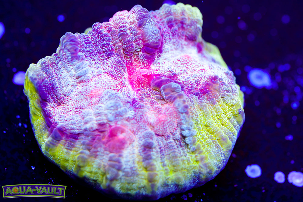 Electric Pop Chalice