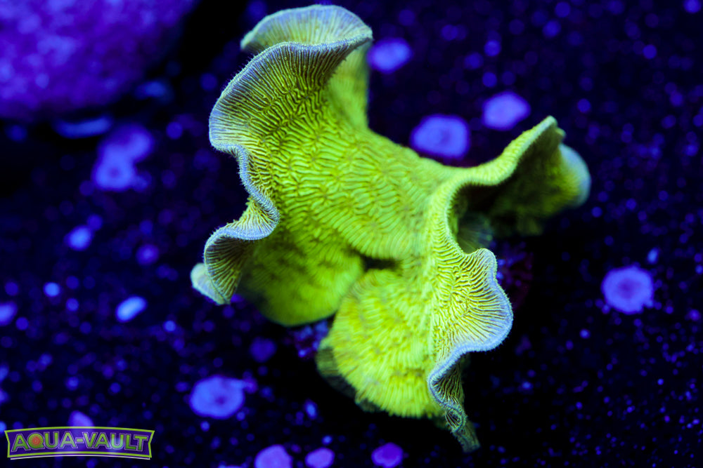 ORA Mint Chip Pavona