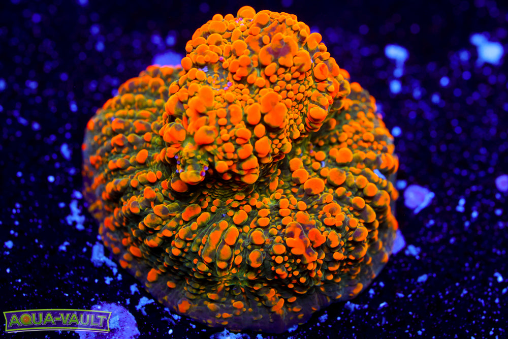 WWC Stellaria Chalice