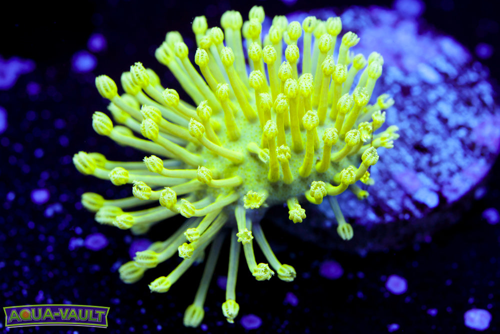 Glow Worm Toadstool Leather