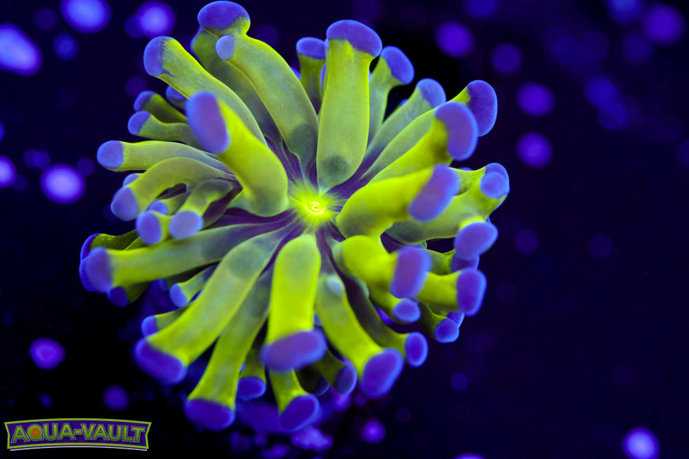 Purple Tip Green Hammer