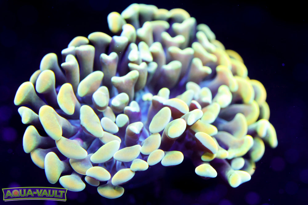 Ultra Gold Hammer (high end)