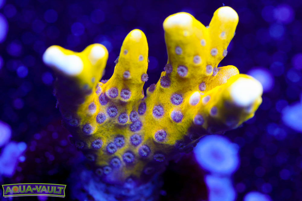RRC Goldenrod Anacropora