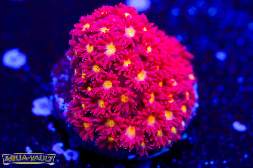 Combustion Bernardpora