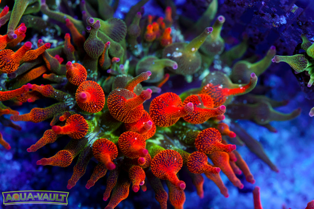 ECC Nexus Burst Anemone 1.5-2"