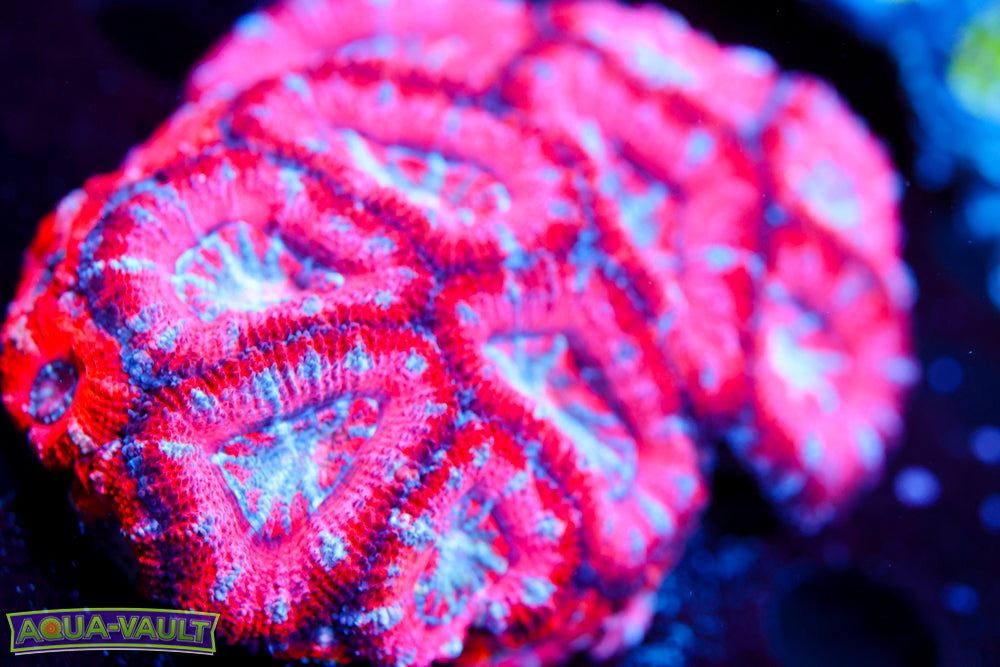 Yeah Yeah Yeah PINK! Acan