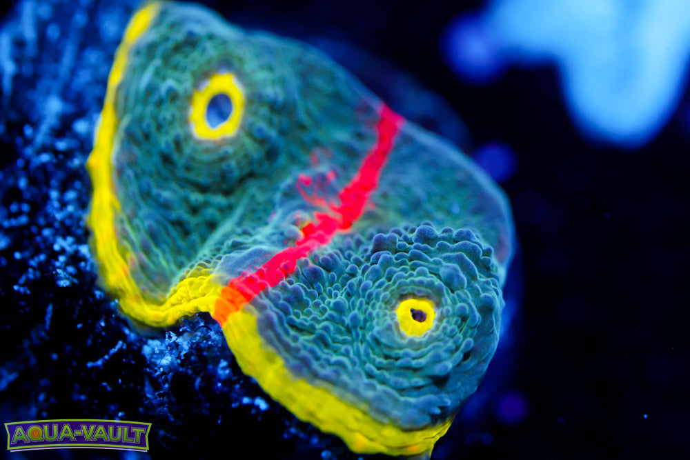 Rainbow Streak Chalice