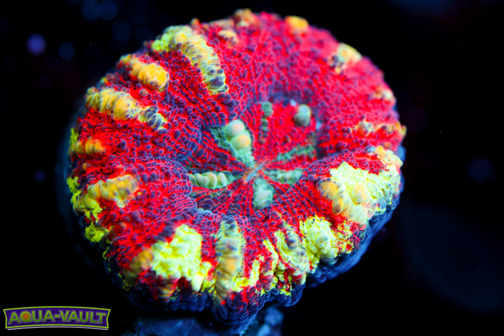 Solar Flare Button Scoly