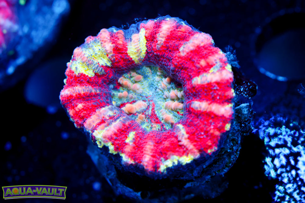 Cosmic Splatter Button Scoly