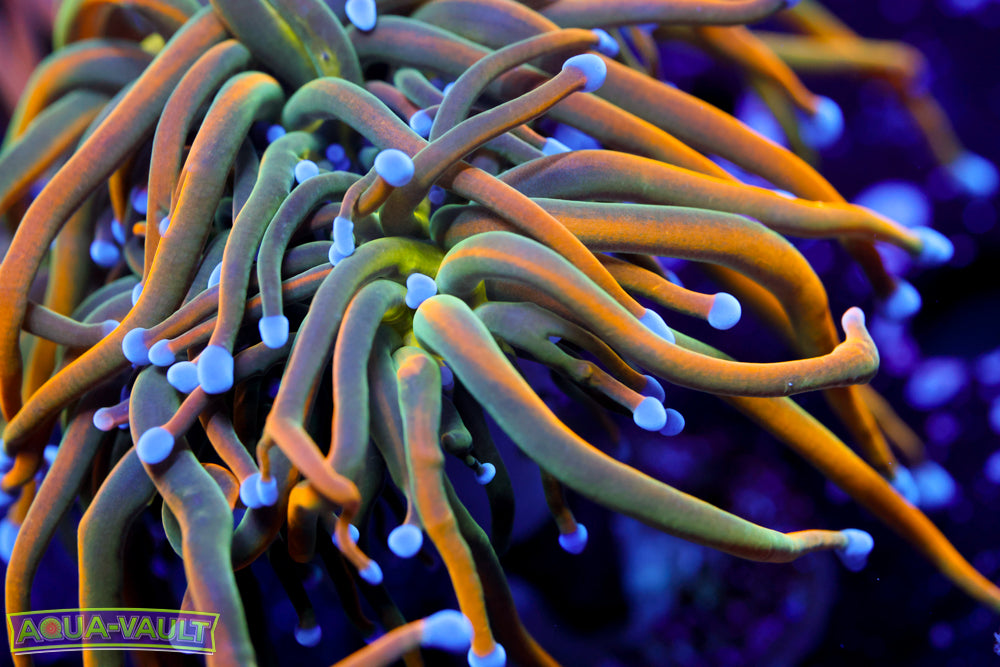 OG Dragon Tamer Torch