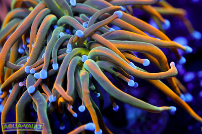 OG Dragon Tamer Torch