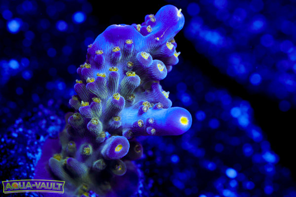 Tri Color Valida Acro 2