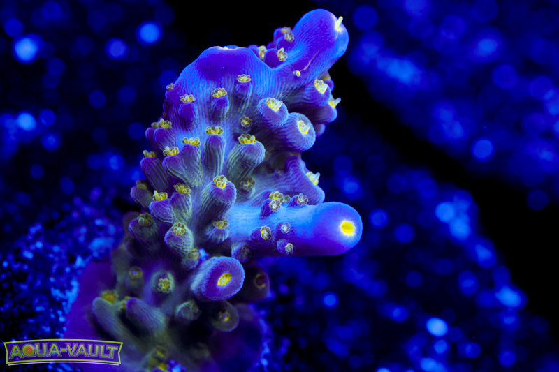 Tri Color Valida Acro 2 – Aqua-Vault