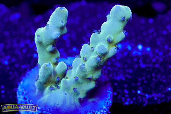 Raising Reef Blue Thunder Acro 2