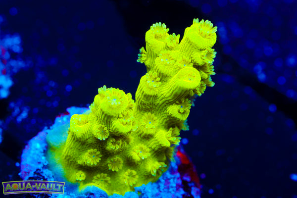 AV99 Orange Crush Acro 2