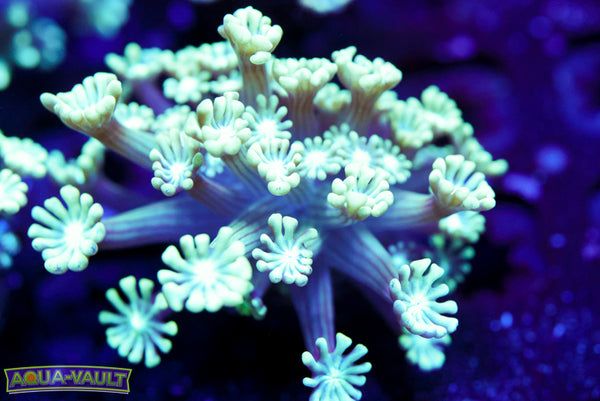 Green Clover Alveopora 2