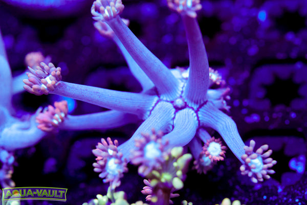 Nightmare Before Christmas Goni 2