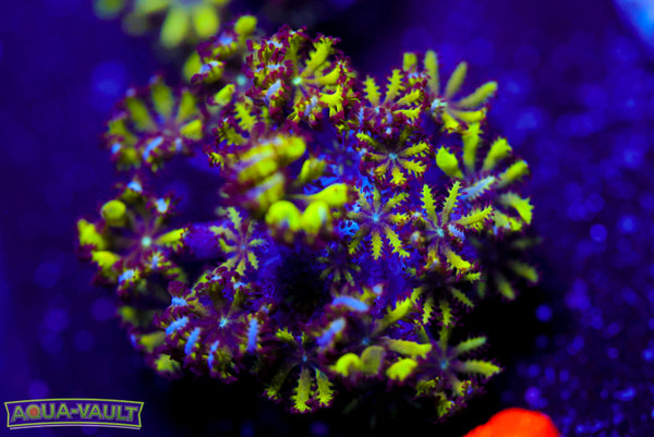 Blue Green Sympodium 2