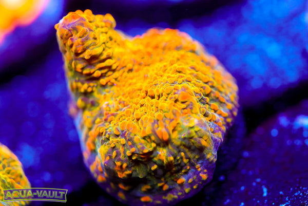 WWC Stellaria Chalice 2