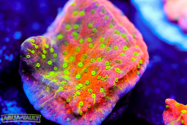 Sunset Montipora 2