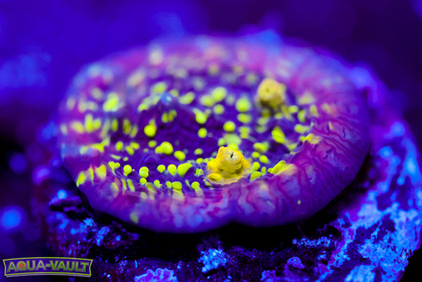 CV Nekrit Expanse Chalice 2