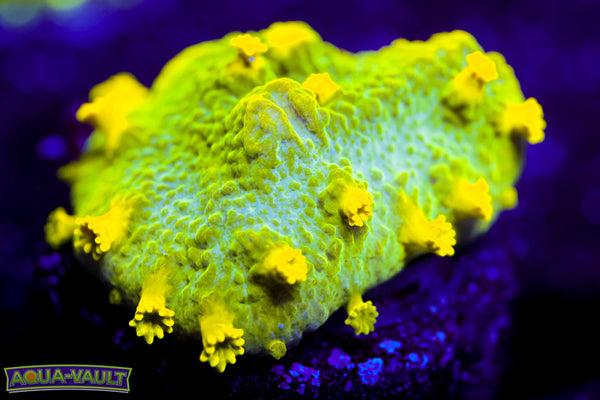 Glow Worm Astreopora 2