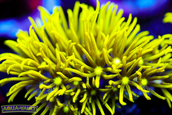Green Star Polyps 2