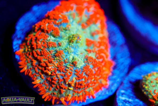 Orange Rhodactis Mushroom 2