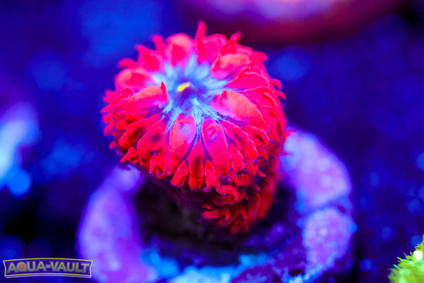 Superman Blasto Merletti 2