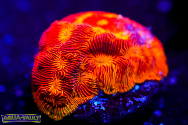 CC Rising Sun Lepto 2