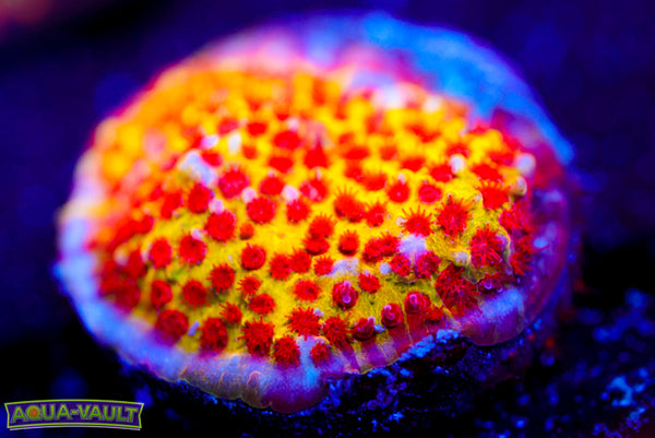 JF Burning Banana Stylocoeniella 2