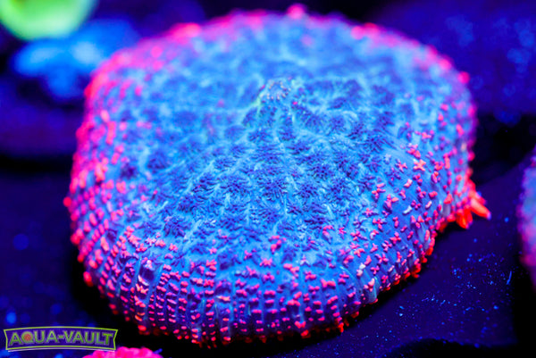 Pink Da Rim Mushroom 2