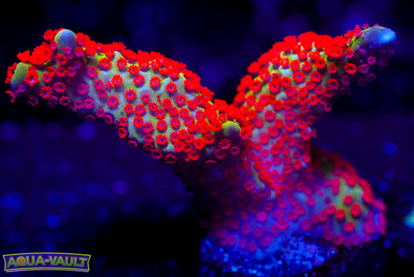 Bubblegum Digitata 2