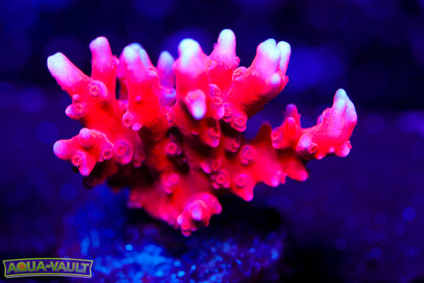 JF TNT Montipora Hirsuta 2