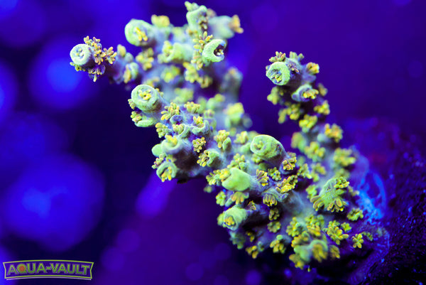 TSA Dan Aykroyd Acro 3