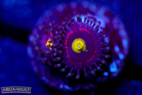 Pink Ring of Death Zoa 2
