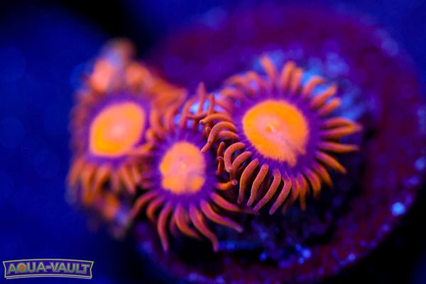 King Midas Zoa 2