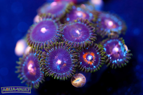 Ultra Nipple Zoa 2