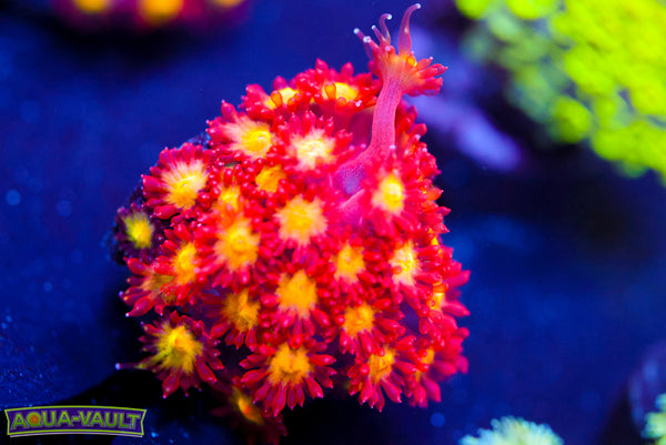 Combustion Micro Gonii