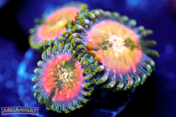 Cosmic Hawaiian Zoa 2
