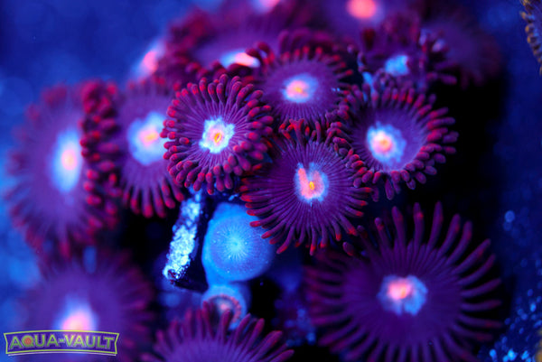 Mystique Zoa 2