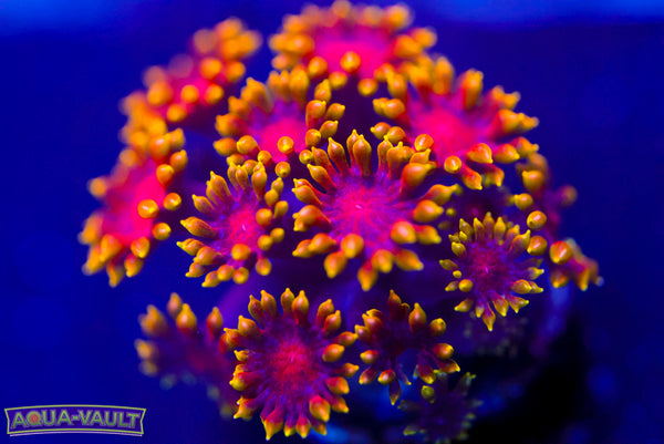 Rainbow Micro Goni 2