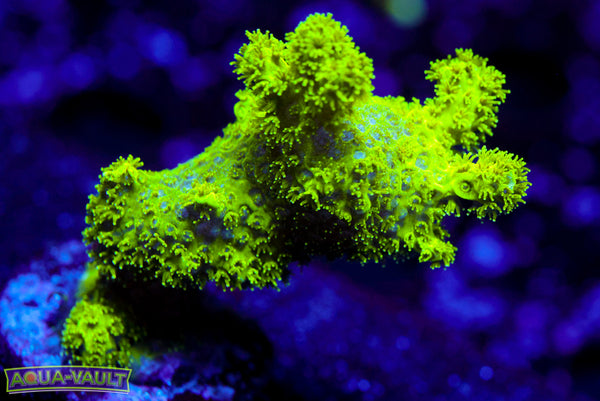 Radioactive Bird's Nest 2