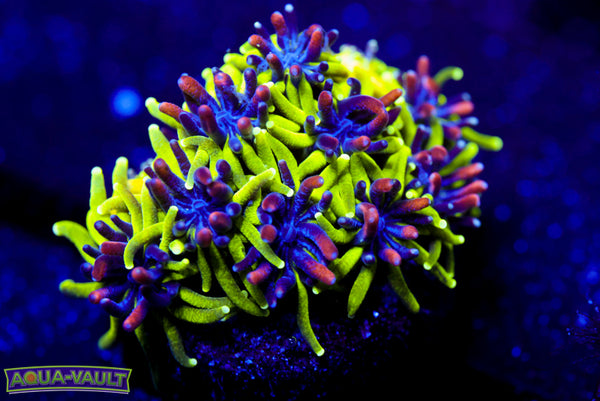 Sonic the Hedgehog Galaxea 2