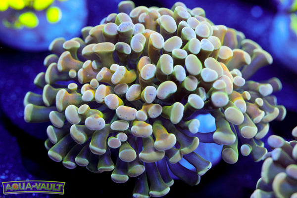 Bronze Branching Hammer 2