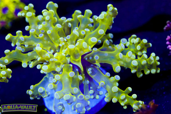 Lime Frogspawn 2