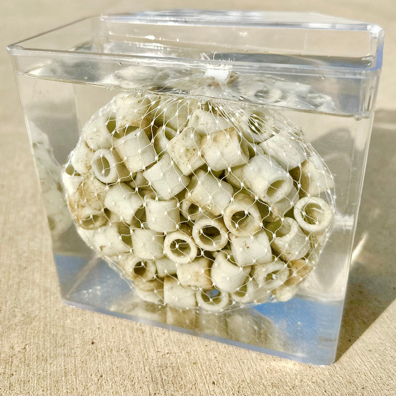Live Seeded Bio Sintered Glass