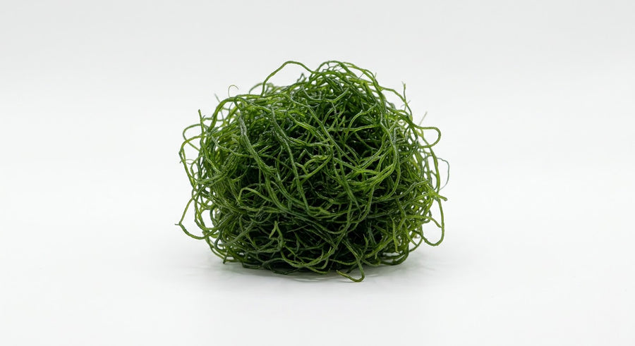 Clean Chaeto Macro Algae